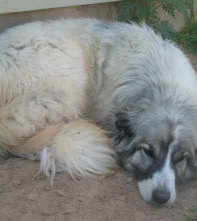 Baxter - AVAILABLE