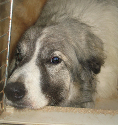 Baxter - AVAILABLE