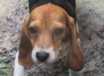 George - AVAILABLE