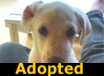 Betsey - ADOPTED