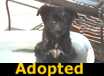 Carry - ADOPTED