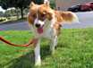 Tango - AVAILABLE