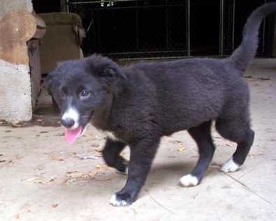 Trinket