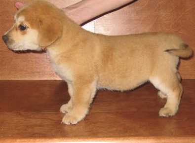 corgi golden retriever mix for sale