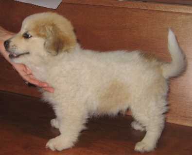 chow golden retriever mix puppies. lab golden retriever mix