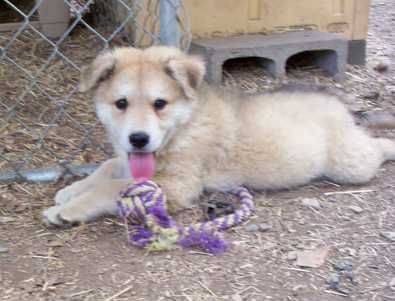 Cody
