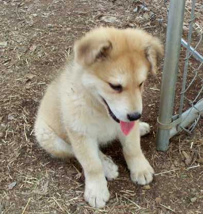 Cody