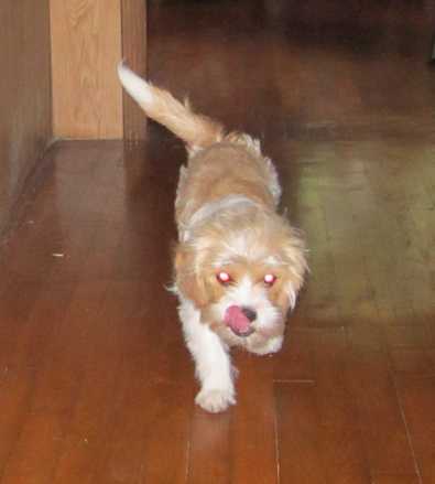 Cinnamon