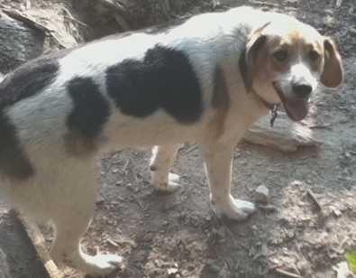 Ranger