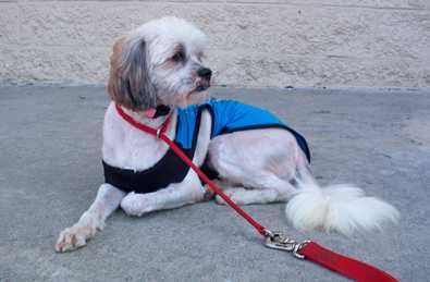 Cooper