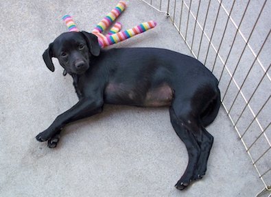 Momma Dog - AVAILABLE