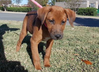 Brandy
