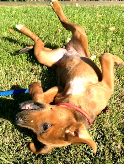 Brandy