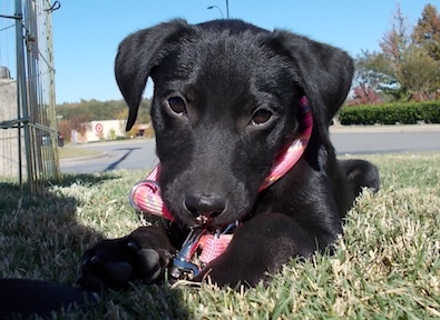 Harley