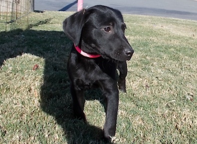 Harley