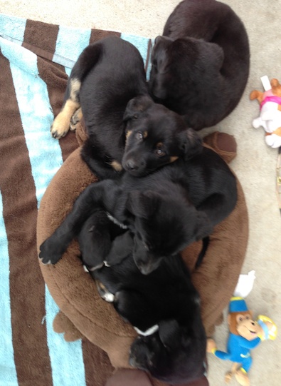 Nutmeg with her brothers and sisteras