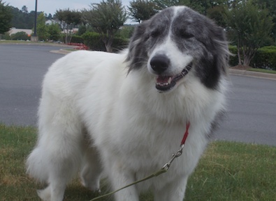 Lucy