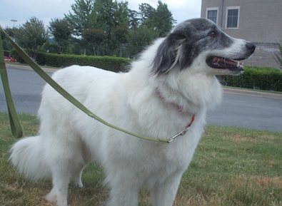 Lucy