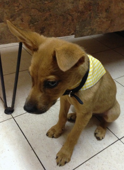 Jace