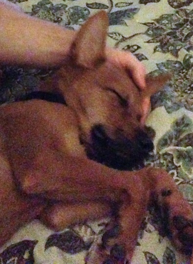 Jace