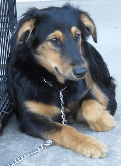 Max