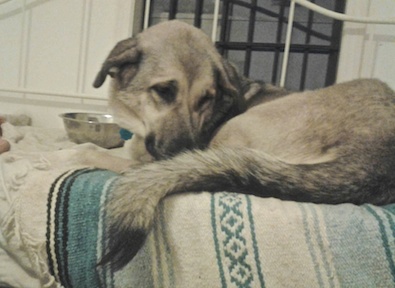 Aline