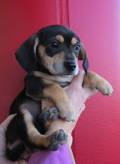 Milo