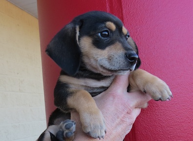 Milo