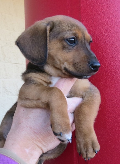Parker