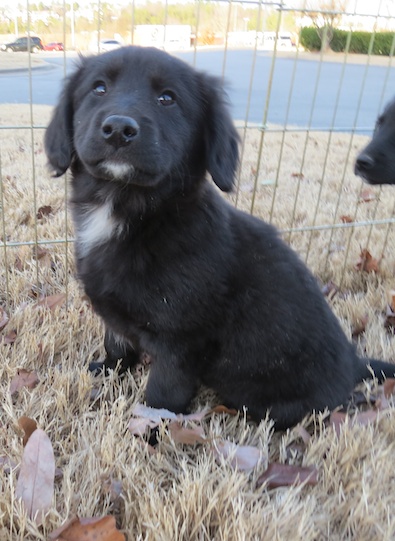 Jet