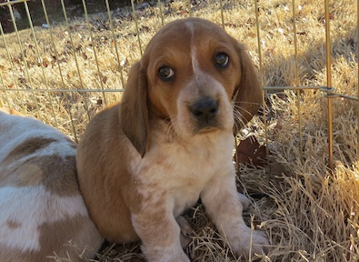 Dudley