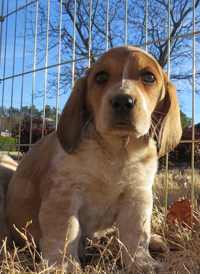 Dudley