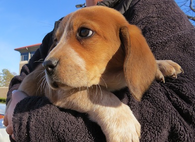 Dudley