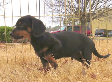 Rocky