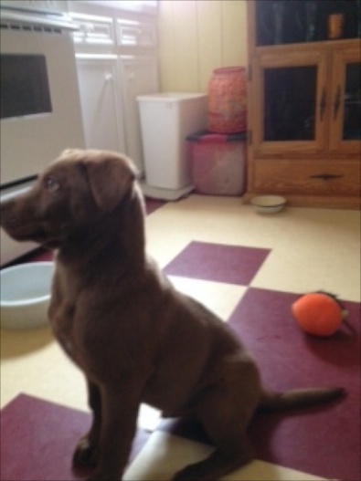Bailey