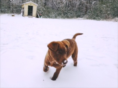 Bailey