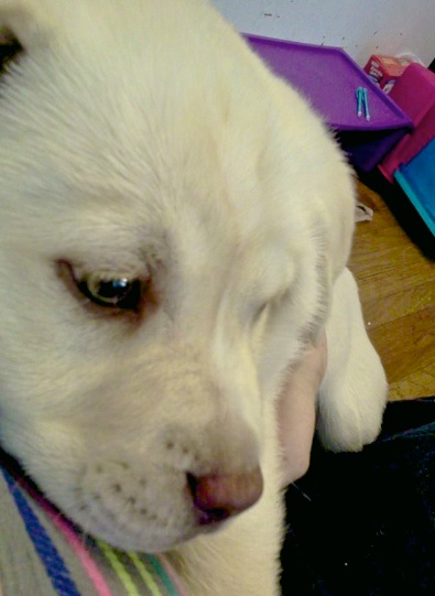 Sadie