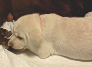 Sadie