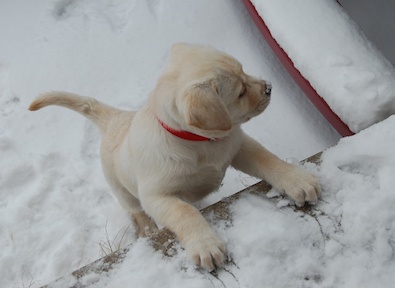 Sadie