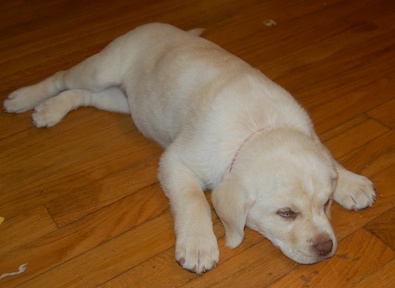 Sadie