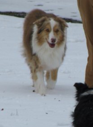 Bailey
