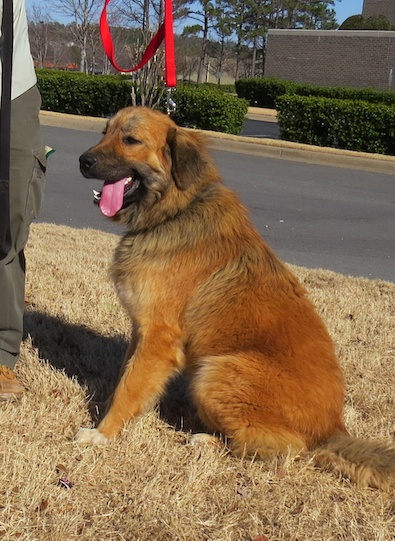Bruno
