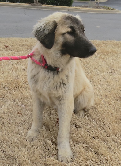 Shiloh