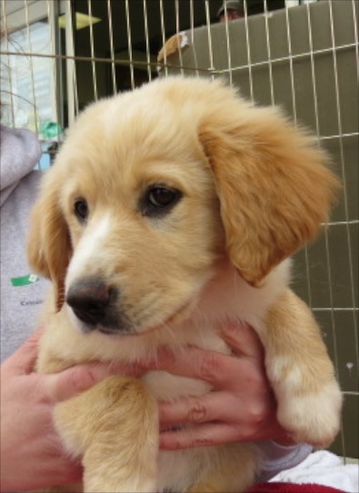 Golden Retriever Aussi mix pup