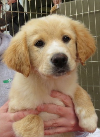 Golden Retriever Aussi mix pup