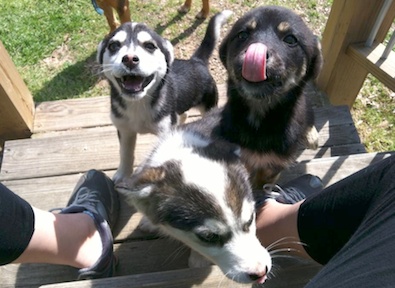 Husky Pups