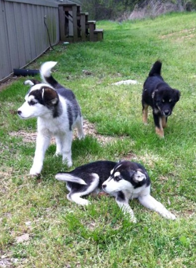 Husky mix pups