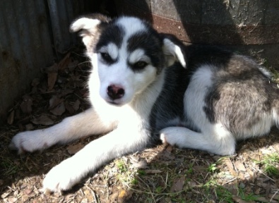 Husky mix pups