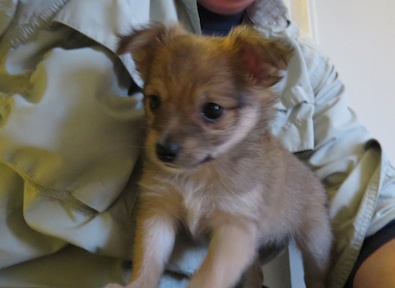 pomeranian chihuahua mix for sale