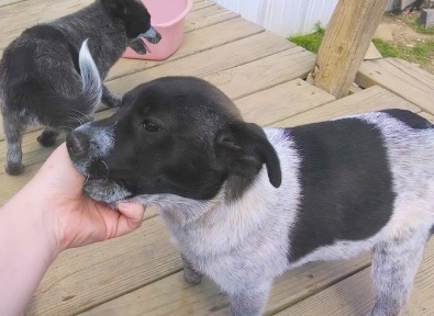 Blue Hee;er / Queensland mix pups